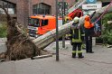 Baum umgestuerzt Koeln U Bahn Hansaring P16